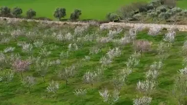 Figueira de Castelo Rodrigo é a Rainha da Amendoeira em Flor
