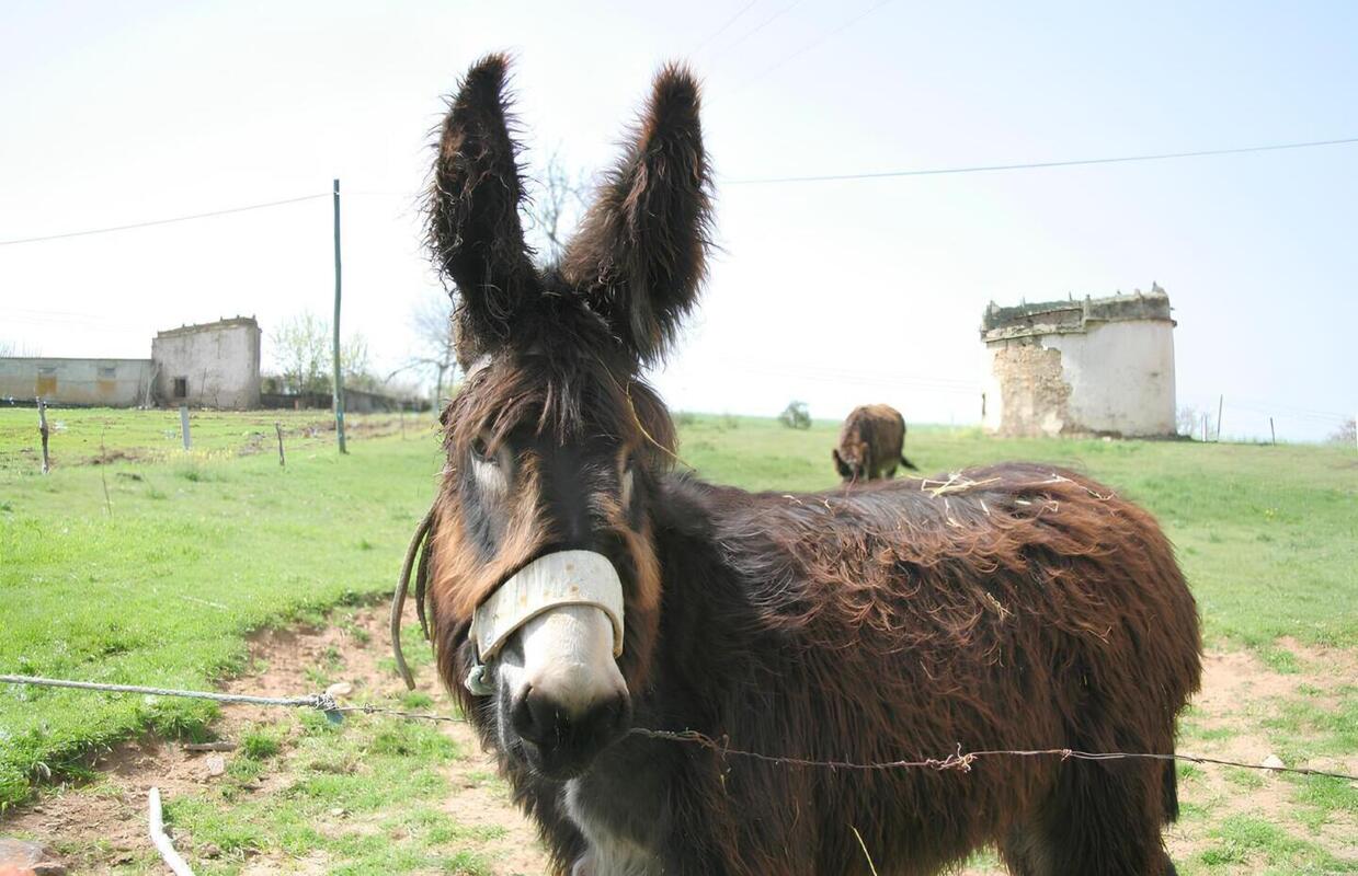 Um burro de Miranda, aproximado, peludo e castanho, num espaço amplo e verde.