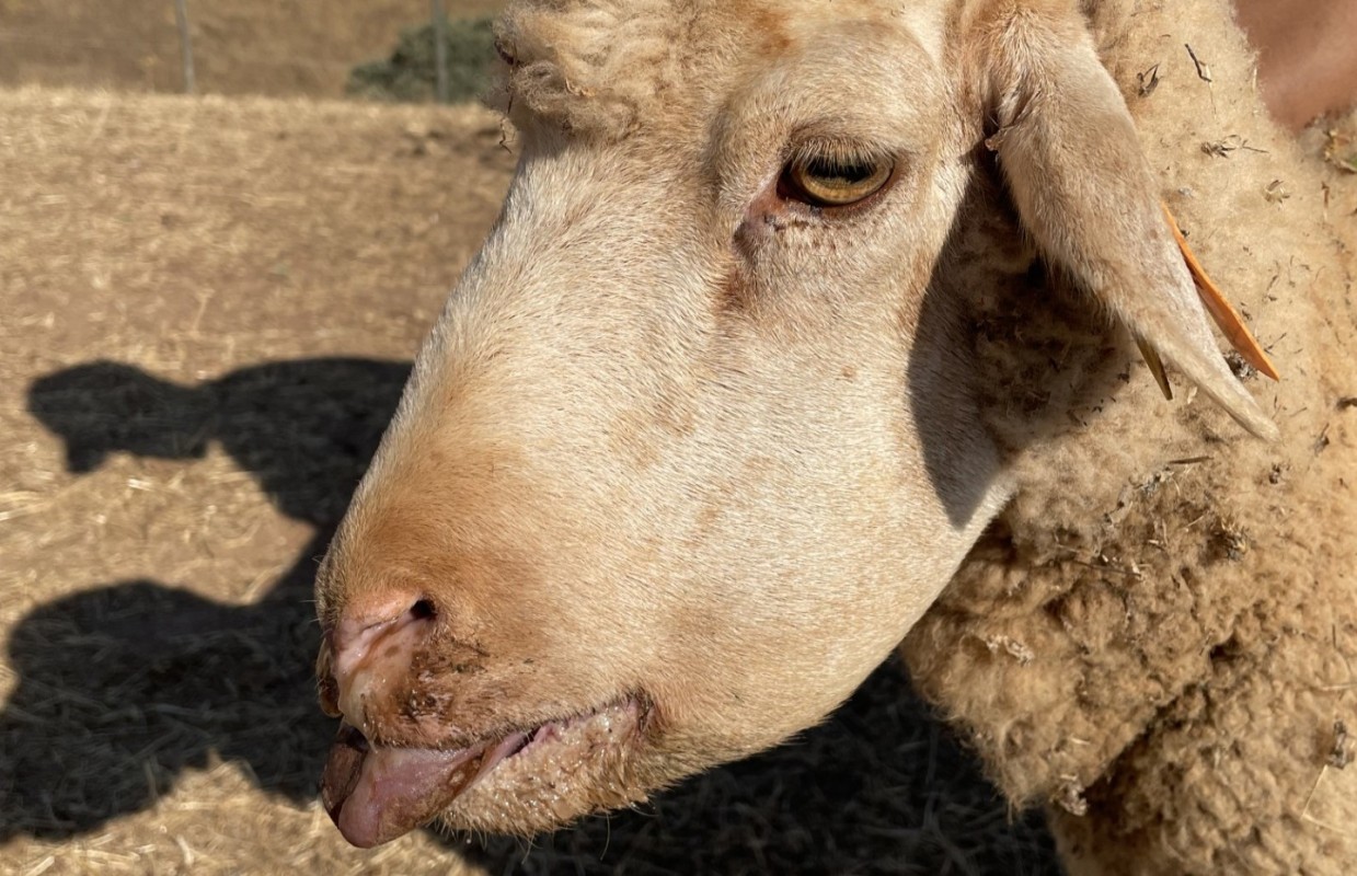 Plano aproximado de ovelha de perfil com a língua de fora, inchada e com mucosa na narina visível.