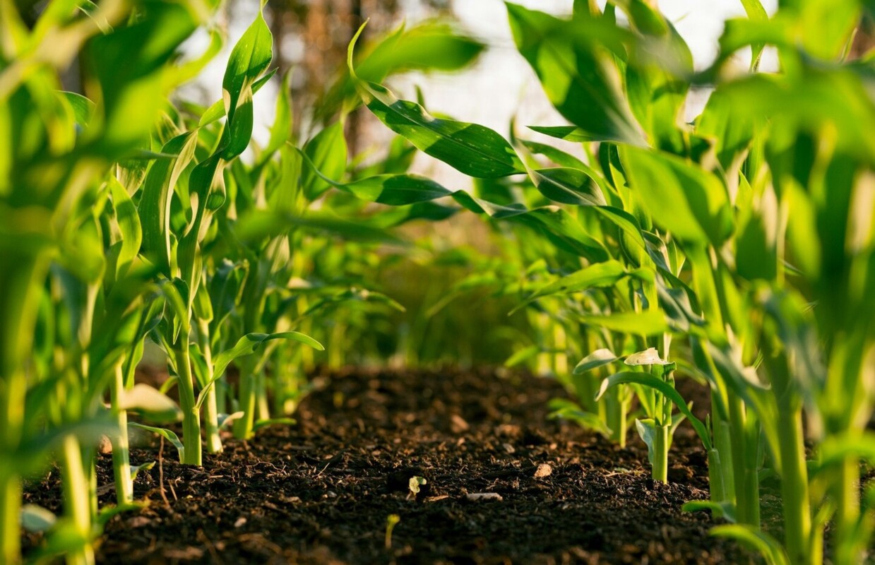 Imagem de plantas na terra