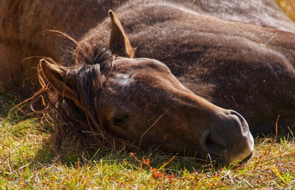 Cavalo castanho deitado na relva