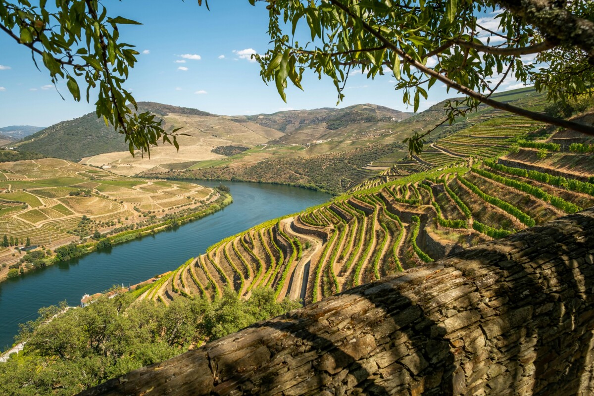 Imagem que ilustra o rio Douro e as vinhas