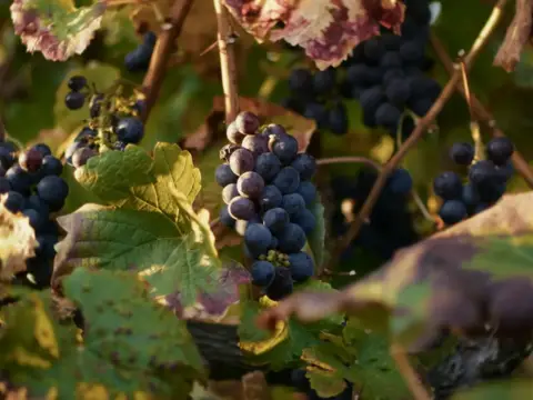 De Gente &amp; De Vinha | O Renascimento do Bastardinho do Lavradio