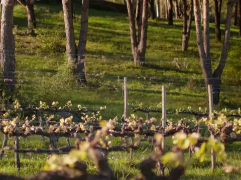 De Gente &amp; De Vinha | A Quinta prometida 