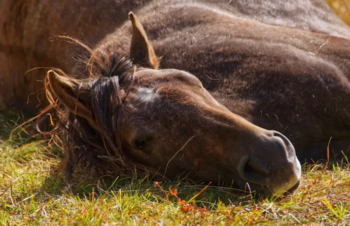 Cavalo castanho deitado na relva