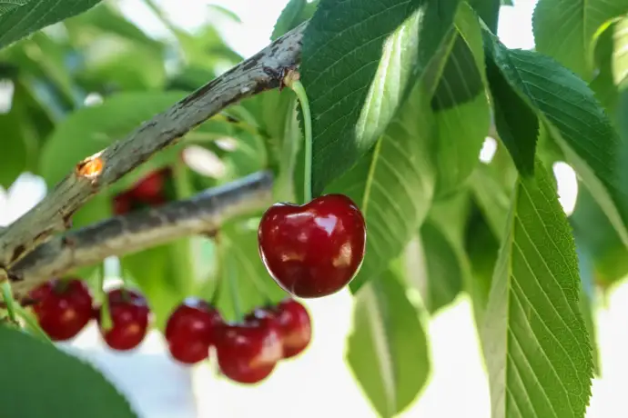 Cerejas