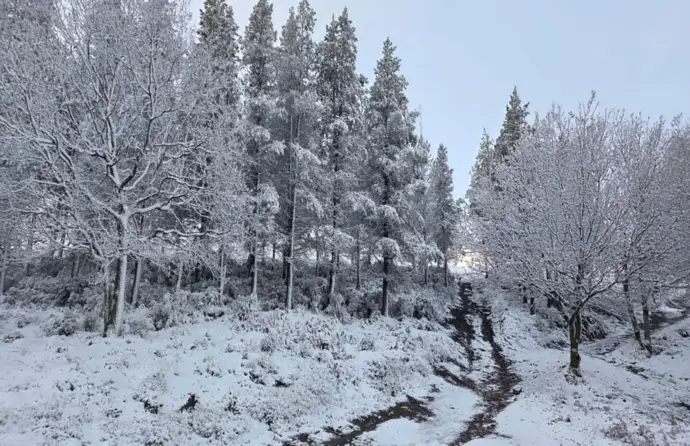 Floresta coberta de neve