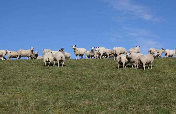 Ovelhas num pasto verde, com um céu azul com poucas núvens.