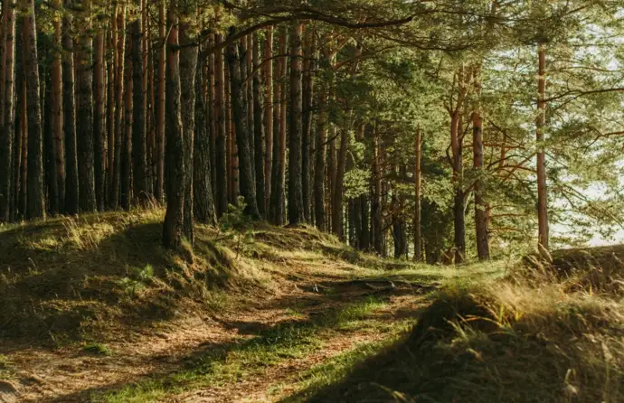 Imagem genérica de floresta