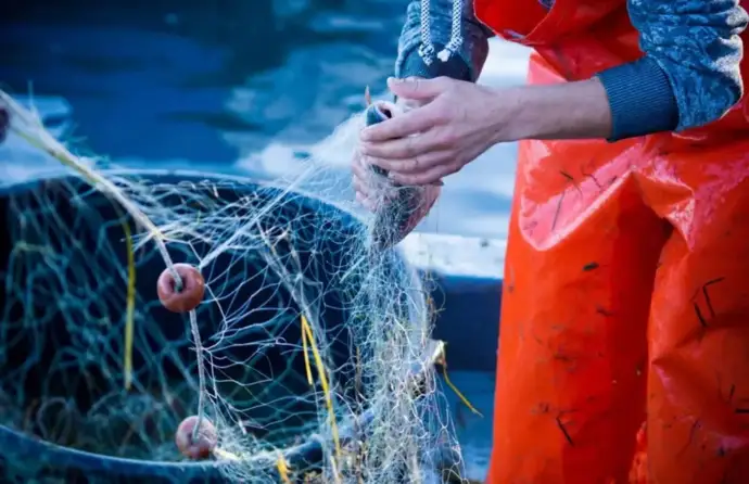Atividade piscatória, pessoa a retirar peixe de redes