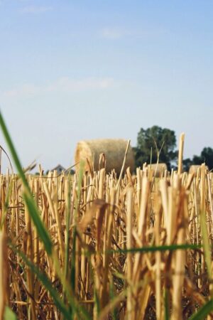 Um campo de trigo, aproximado as plantas, amarelas e algumas verdes, onde se vê um fardo de trigo no fundo. 