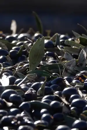 Plano aproximado de azeitonas que chegam ao lagar