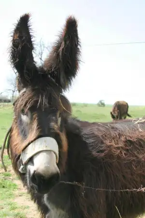 Um burro de Miranda, aproximado, peludo e castanho, num espaço amplo e verde.