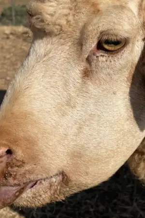 Plano aproximado de ovelha de perfil com a língua de fora, inchada e com mucosa na narina visível.