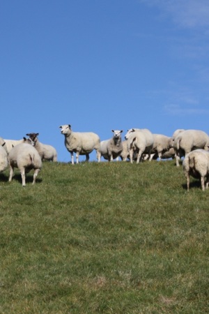 Ovelhas num pasto verde, com um céu azul com poucas núvens.