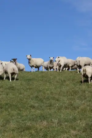 Declaração pode ser submetida no portal do IFAP