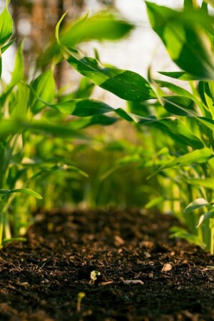 Imagem de plantas na terra