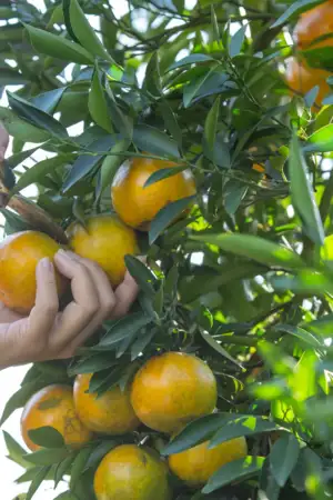 Agricultor de Torre de Moncorvo com 120 mil euros de prejuízos na foz do Sabor