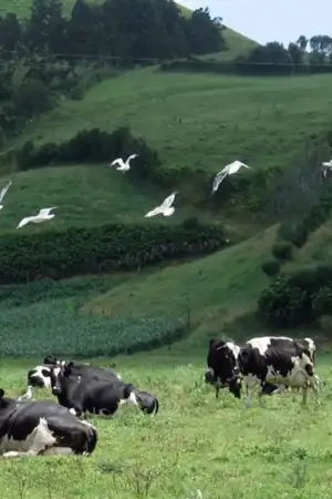 Campo verde com vacas pretas e brancas deitadas