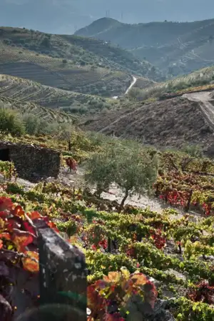Imagem de vinhas no Douro, num terreno íngreme.