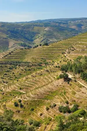 Imagem aérea do Douro Vinhateiro