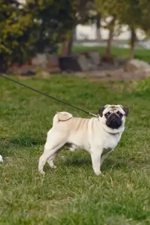 Uma pessoa a passear o cão