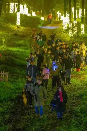 A Mata Nacional do Camarido enfeitada com luzes, à noite, e com pessoas num caminho.