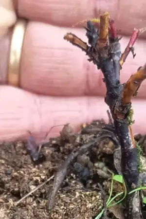 Uma mão mostra uma árvore de pequeno porte danificada