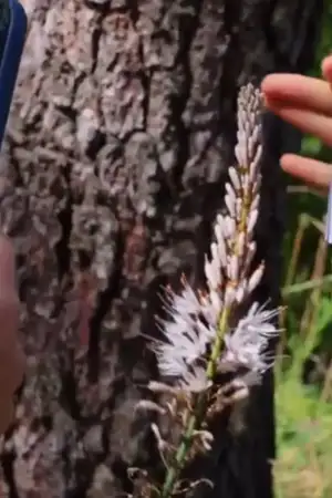 telemóvel está apontado a uma planta