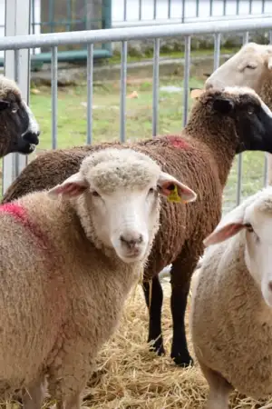 Projeto CIRCWOOL testa reutilização da lã para melhorar solos e combater a seca