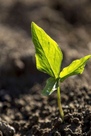 Uma planta irrompe do solo