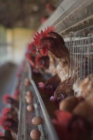 Exploração de galinhas em cativeiro