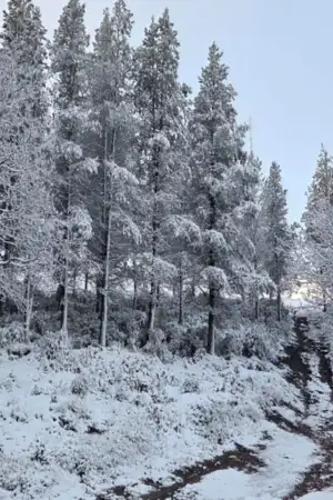 Floresta coberta de neve