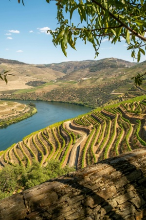 Imagem que ilustra o rio Douro e as vinhas