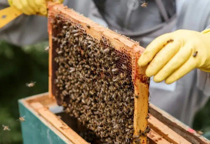 Um apicultor retira um favo de uma colmeia repleta de abelhas e mel