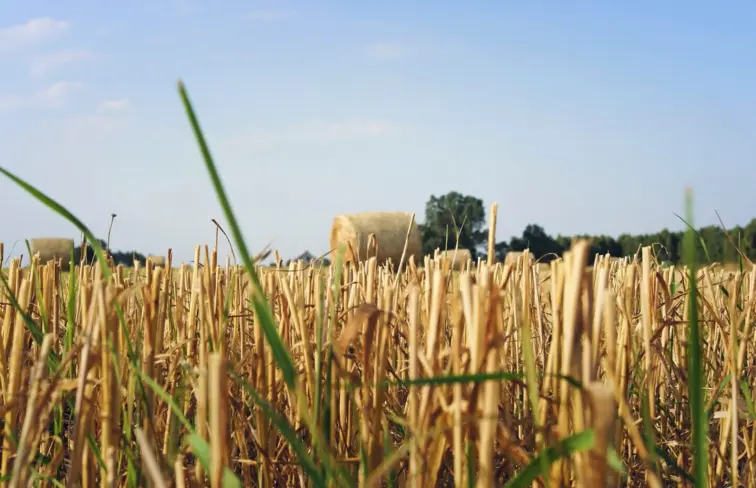 Um campo de trigo, aproximado as plantas, amarelas e algumas verdes, onde se vê um fardo de trigo no fundo. 