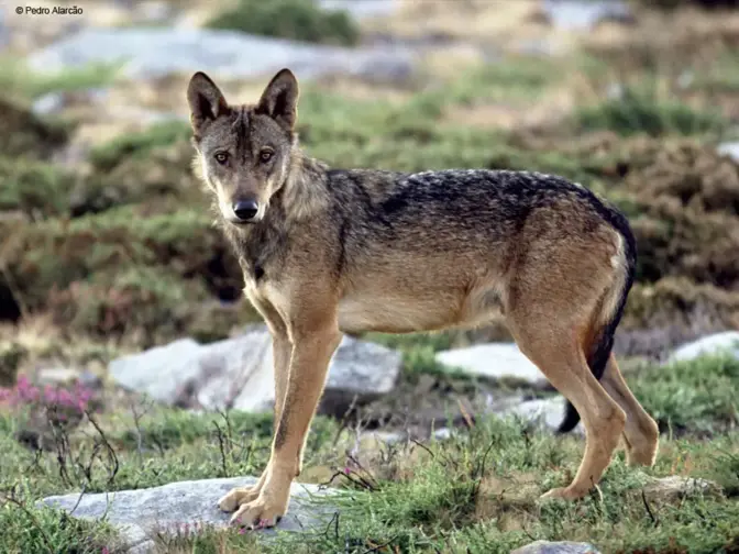 Imagem do lobo ibérico