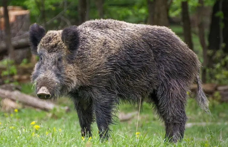 Javali, no meio da natureza, de cor castanha escura, em plano aproximado.