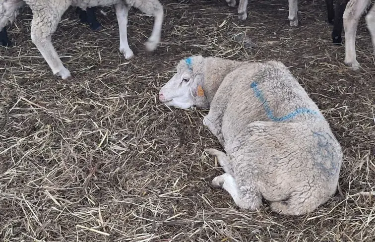Ovelha com Língua azul