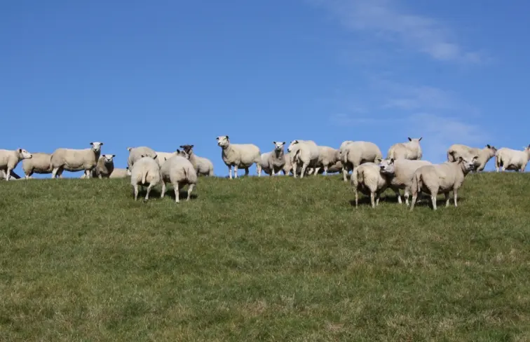 Ovelhas num pasto verde, com um céu azul com poucas núvens.