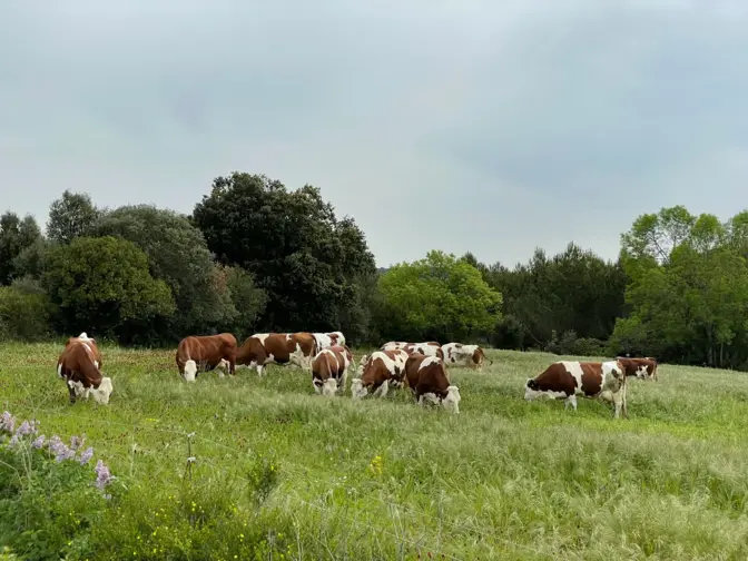 Animais em pastoreio