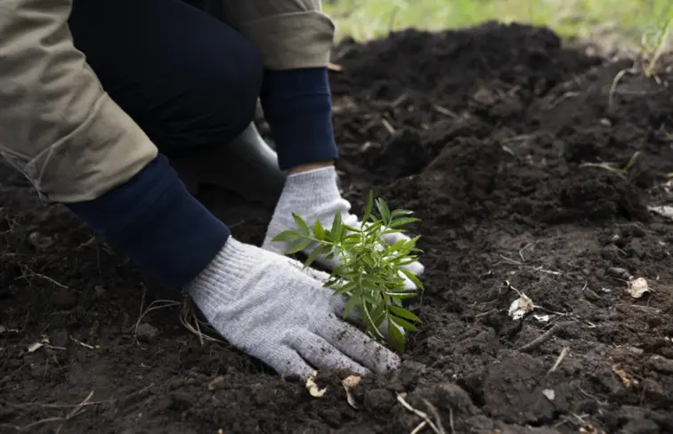 Mãos com luvas calçadas a plantar um arbusto.  