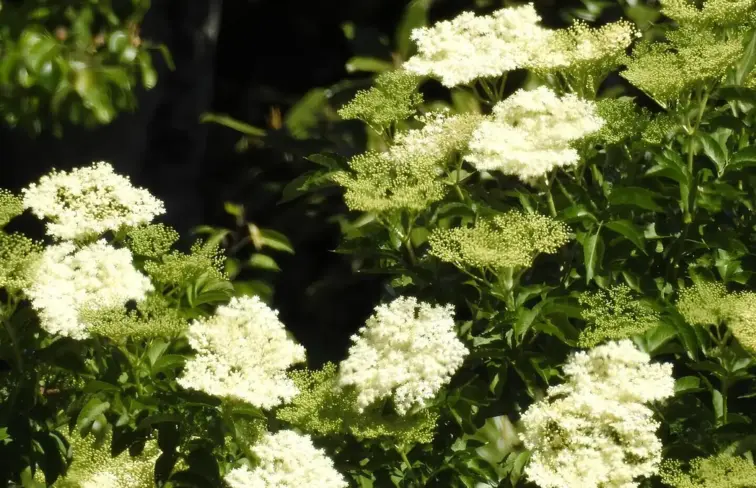 Flores de sabugueiro