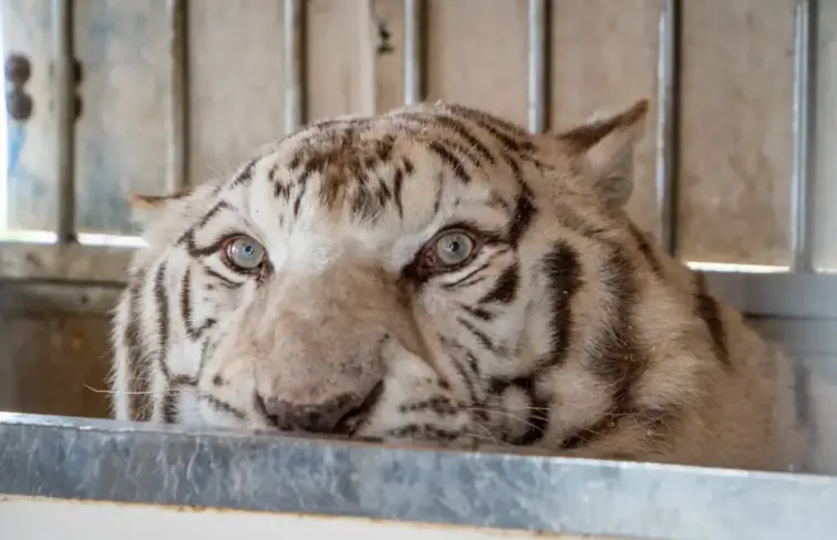 Rosto de Sona, o último tigre de circo de Portugal