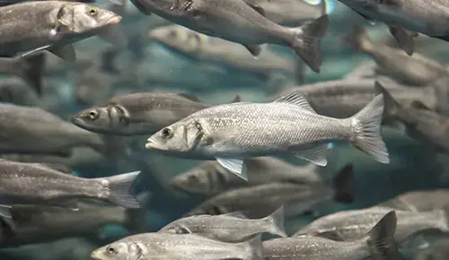 Aquacultura de corvina