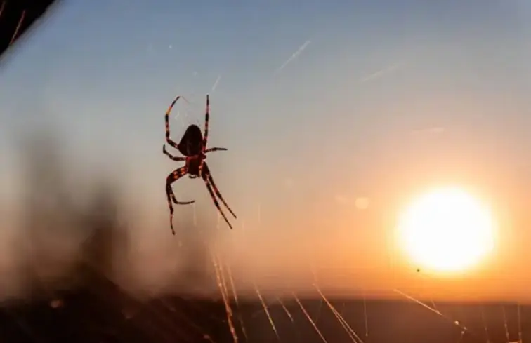 Aranha a formar teia