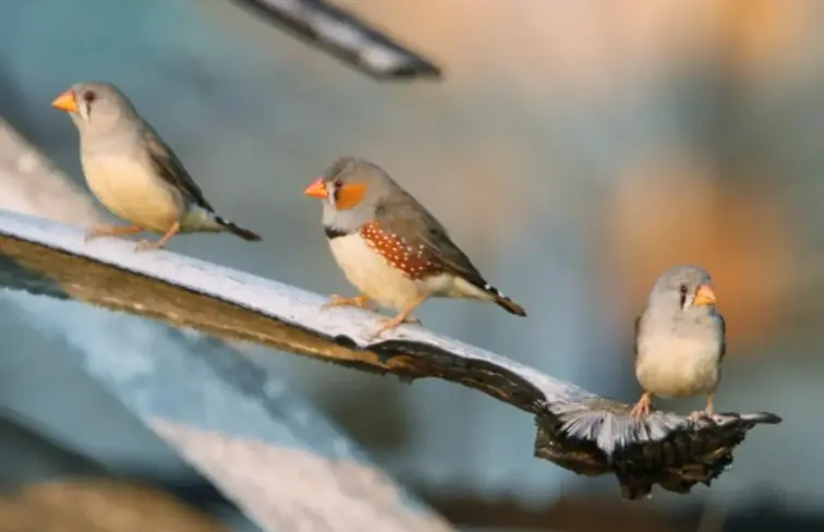 Exemplar da ave diamante-mandarim