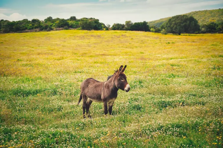 Criadores e associações continuam empenhados na preservação do burro anão da Graciosa, hoje também valorizado pelo turismo
