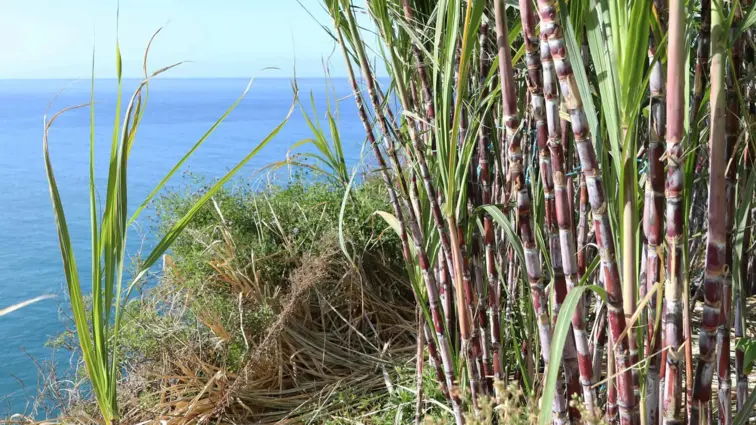 Cana de açúcar Madeira