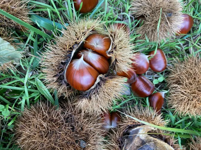 Castanheiros